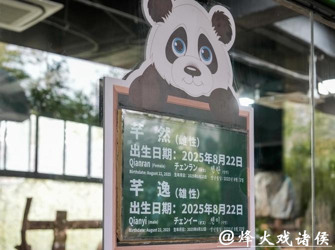 滑滑梯、喝盆盆奶……上海野生动物园官宣：沪产熊猫龙凤胎春节将与游客见面